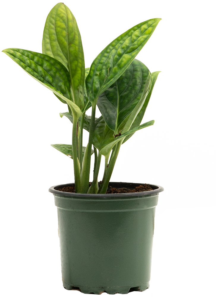 Monstera Karstenianum Peru (S)