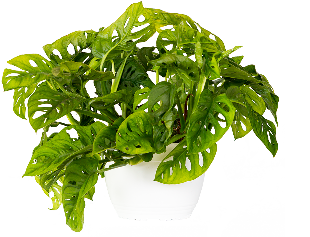 Monstera Adansonii | Monkey Mask  Plant (L)