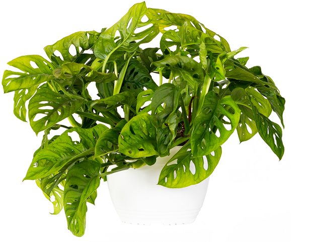 monstera adansonii monkey Monstera Adansonii | Monkey Mask Plant | 8
