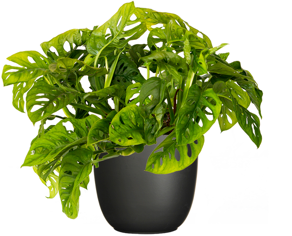 Monstera Adansonii | Monkey Mask Plant | 8