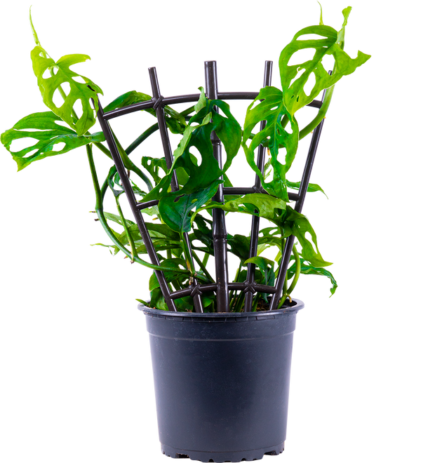 monstera adansonii slow growing Monstera Adansonii | Monkey Mask Swiss Cheese Plant | 6" Pot | Easy Care Houseplant