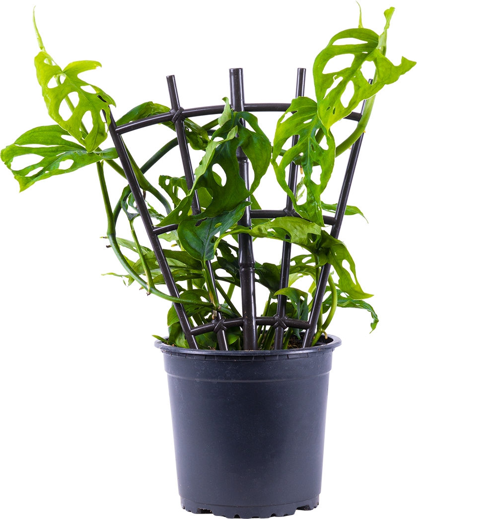 Monstera Adansonii | Monkey Mask Swiss Cheese Plant (M)