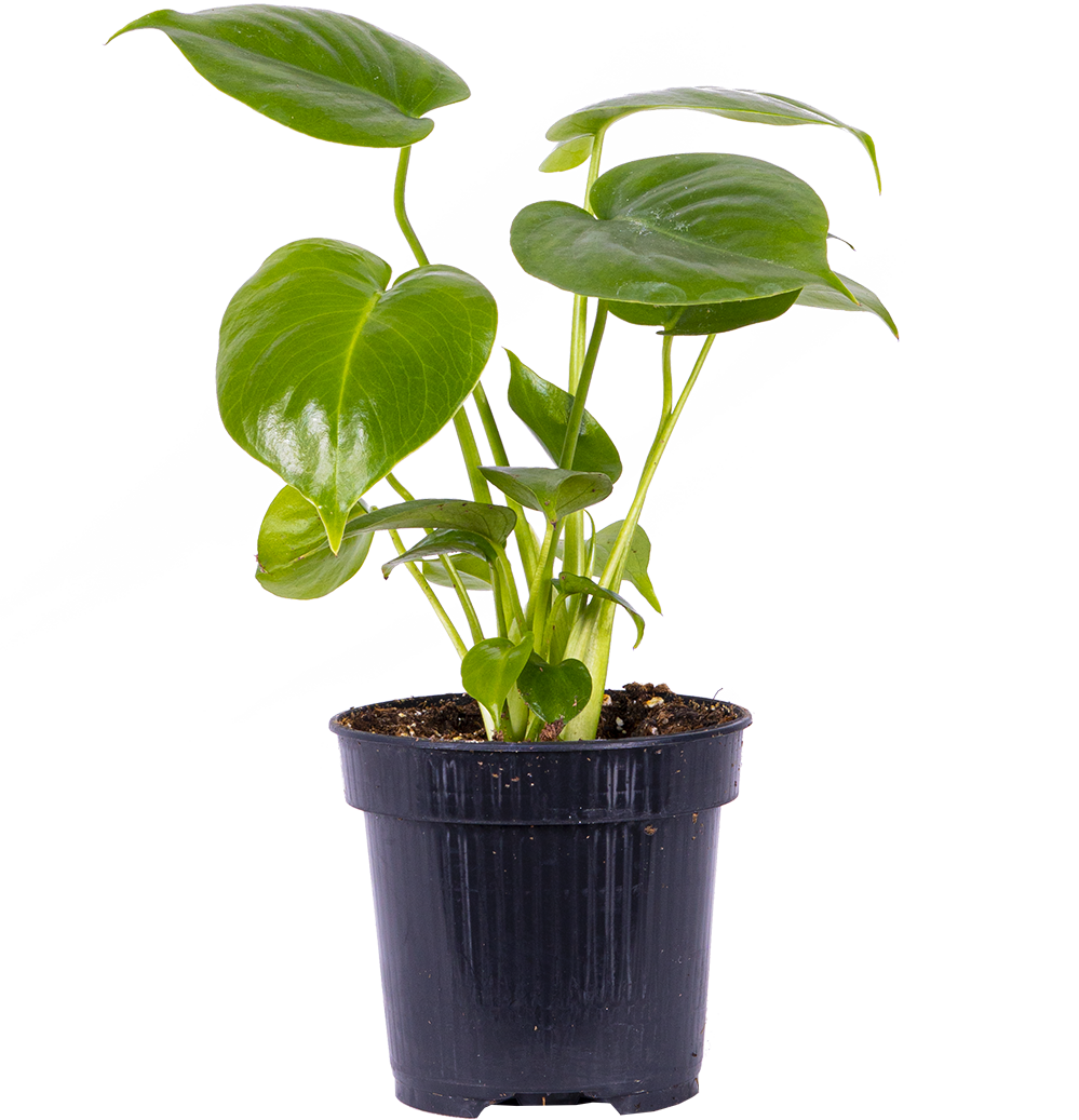 Monstera Deliciosa (S) | Swiss Cheese Plant