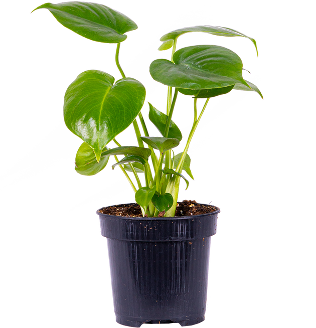 Monstera Deliciosa | Swiss Cheese Plant | 4