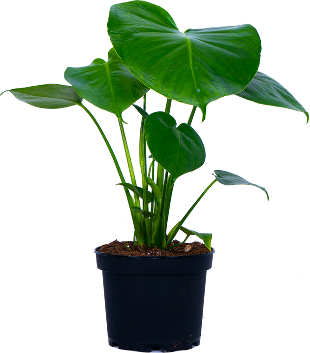 best pot for swiss cheese plant Monstera Deliciosa | Swiss Cheese Plant | 6" Pot | Easy Care Houseplant
