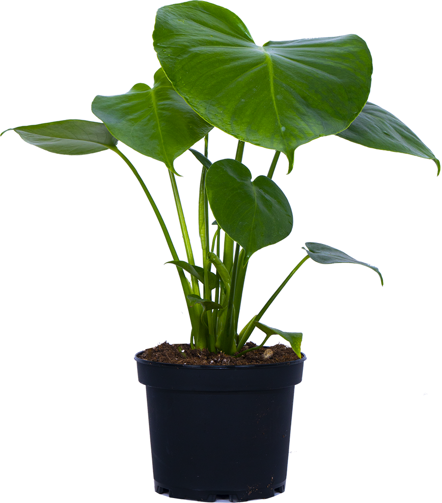 Monstera Deliciosa (M-6in) | Swiss Cheese Plant