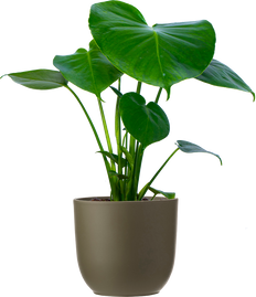 Monstera Deliciosa (M-6in) | Swiss Cheese Plant