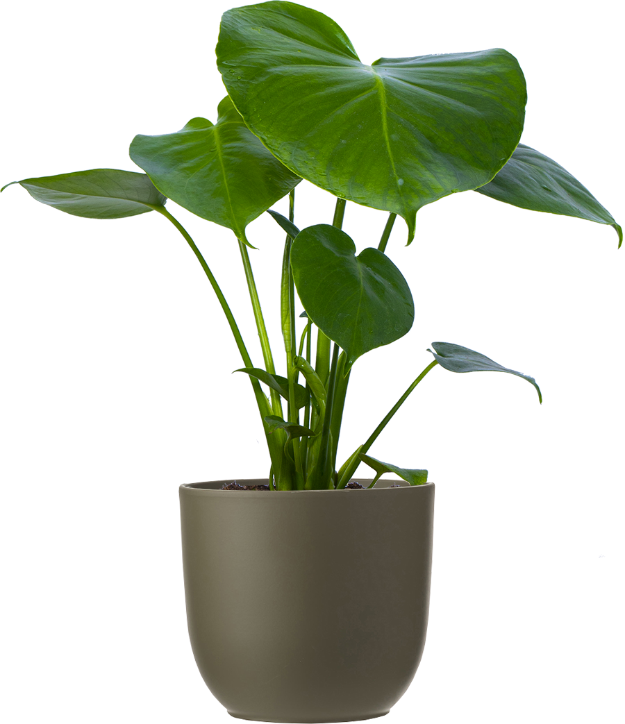 monstera deliciosa 3-6 Monstera Deliciosa | 6" Pot | Swiss Cheese Plant