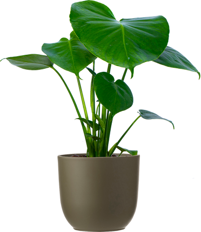 Monstera Deliciosa (M-6in) | Swiss Cheese Plant