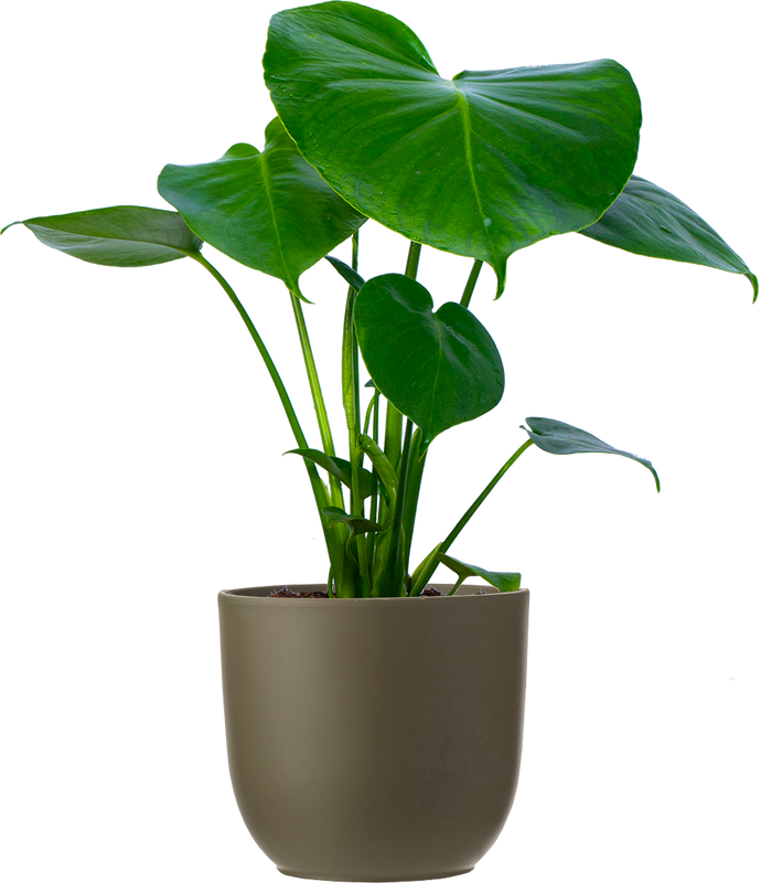 Monstera Deliciosa (M-6in) | Swiss Cheese Plant