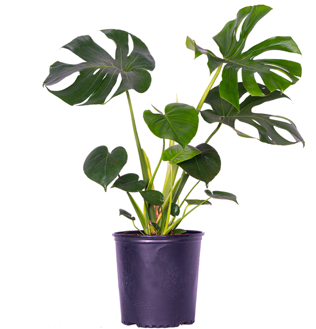 monstera deliciosa 10 in pot Monstera Deliciosa | Swiss Cheese | 10" Pot | Easy Care Houseplant