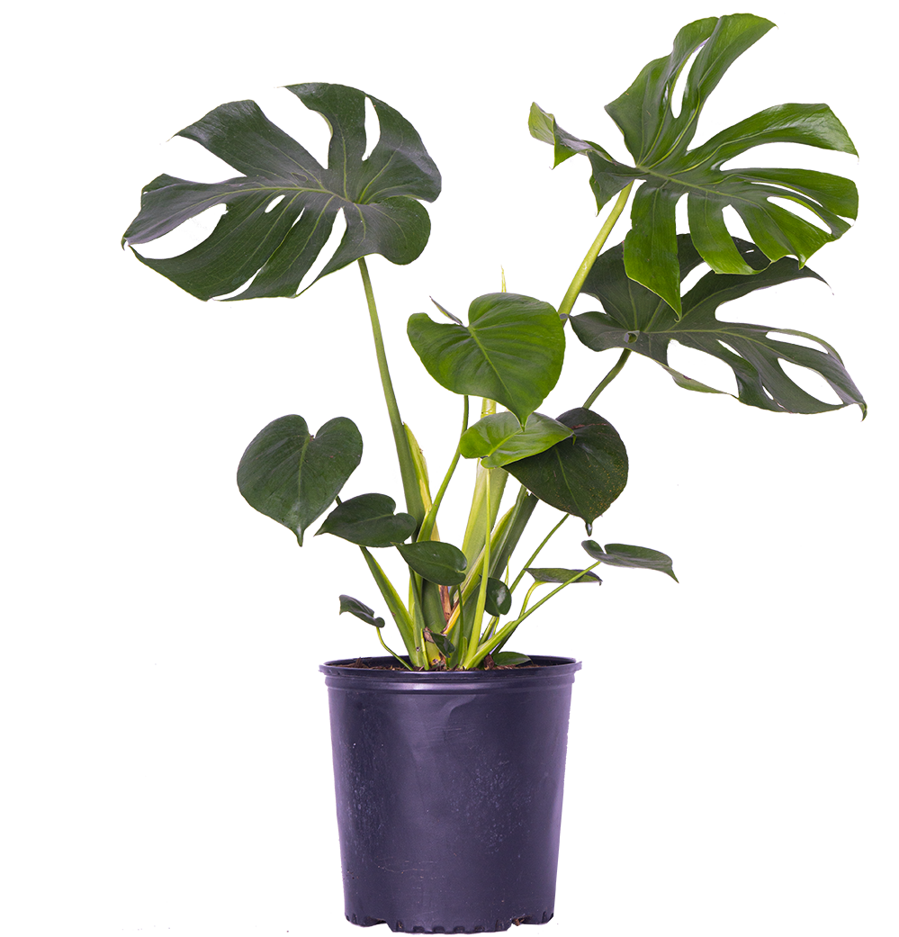 Monstera Deliciosa (XL) | Swiss Cheese
