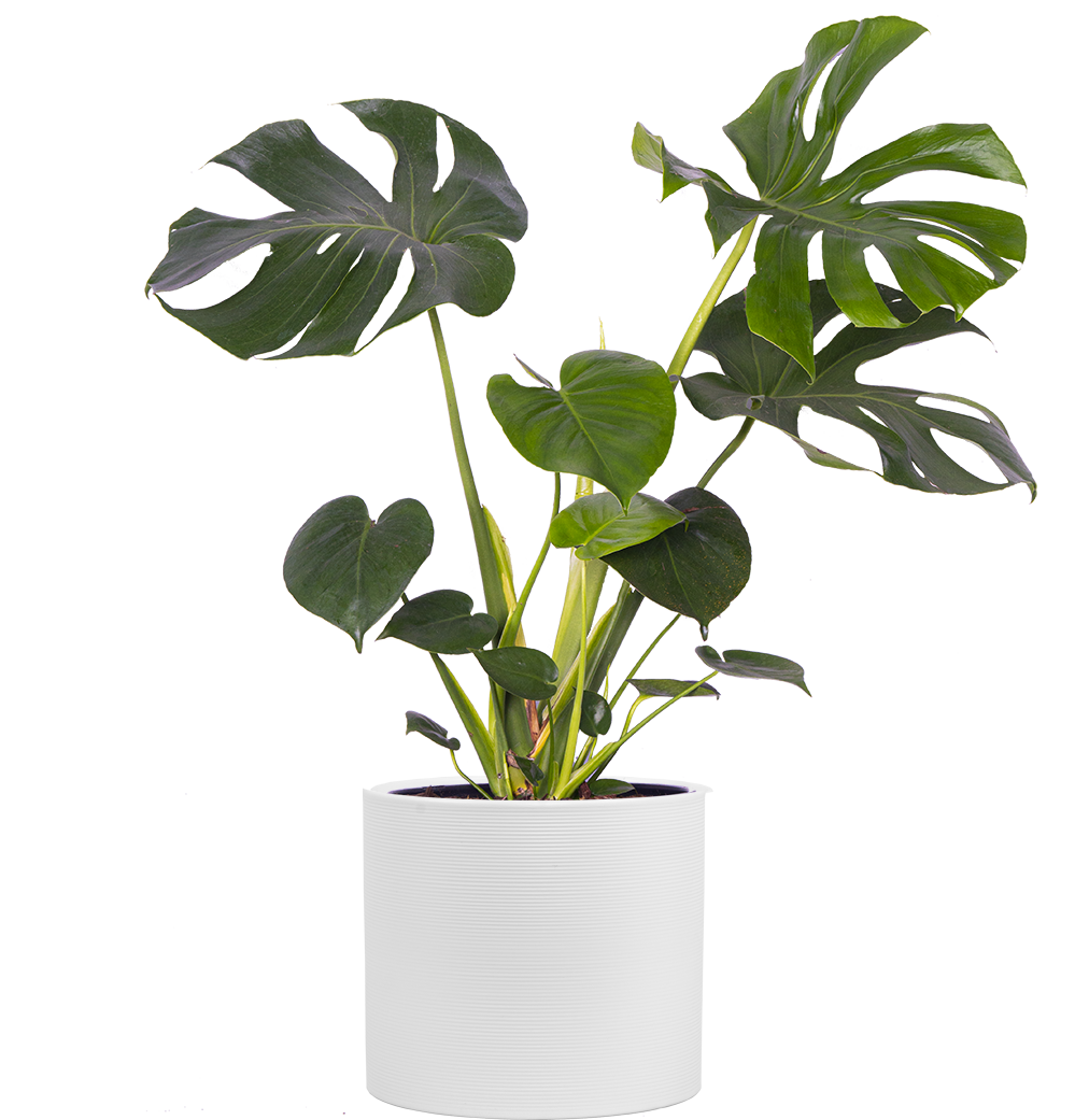 Monstera Deliciosa | 10" Pot | Swiss Cheese | Easy Care Houseplant