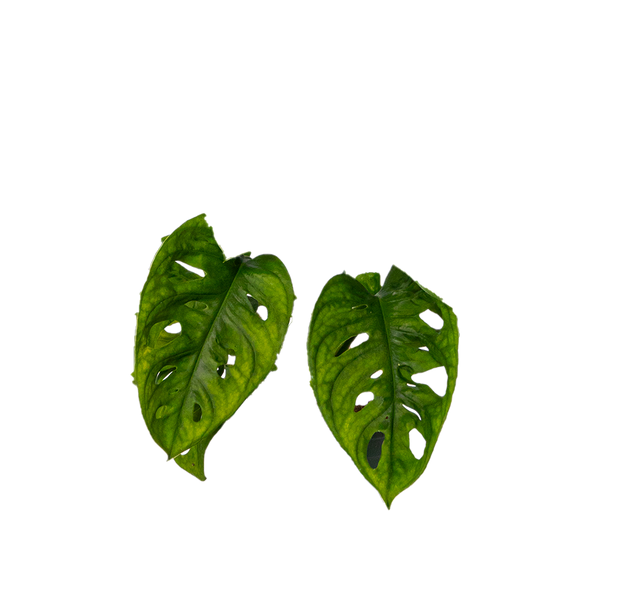 monstera adansonii monkey leaf Monstera Adansonii | Monkey Mask Swiss Cheese Plant | 4" Pot | Easy Care Houseplant