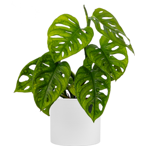 monkey mask philodendron Monstera Adansonii | Monkey Mask Swiss Cheese Plant | 4" Pot | Easy Care Houseplant