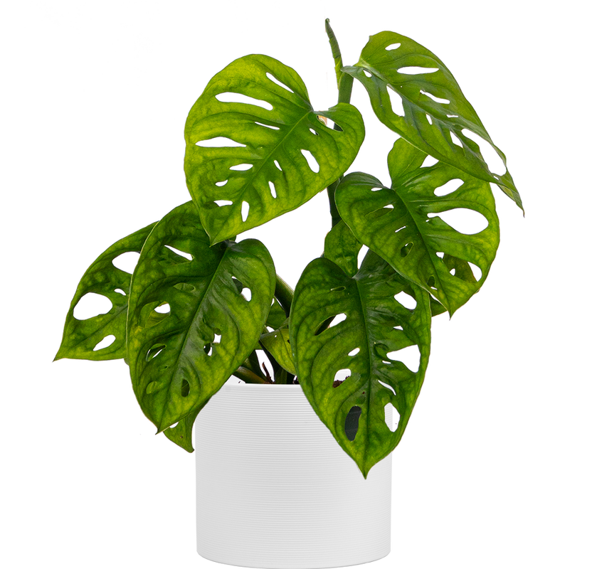 Monstera Adansonii | Monkey Mask Swiss Cheese Plant (S)