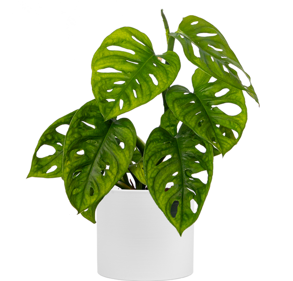 Monstera Adansonii | Monkey Mask Swiss Cheese Plant | 4