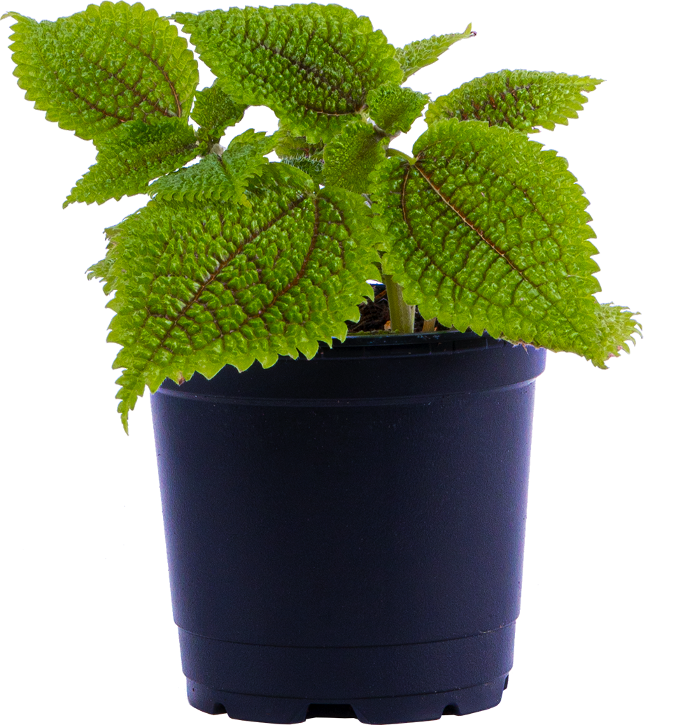Pilea Involucrata | Moonvalley (S)