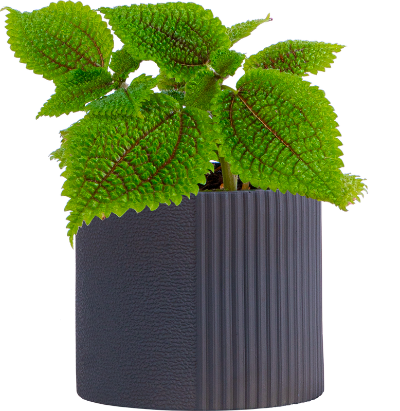 Pilea Involucrata | Moonvalley (S)