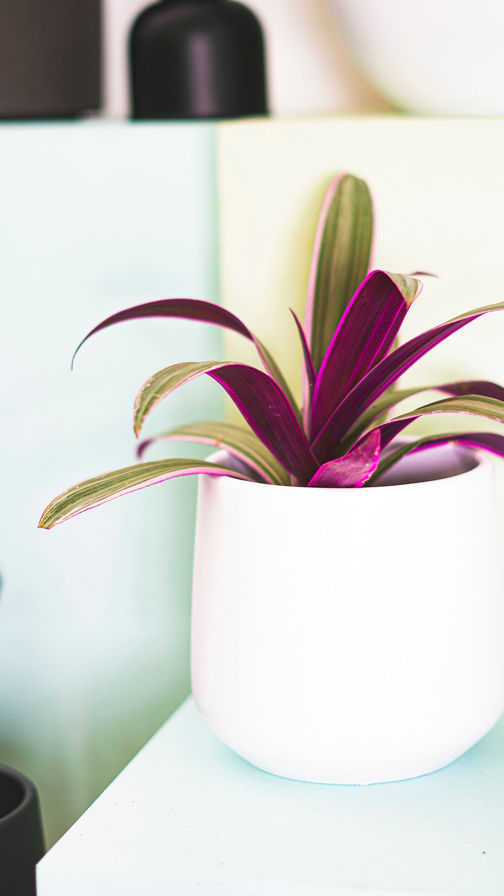 Tradescantia Spathacea | Moses in the Cradle - Thumbnail 3