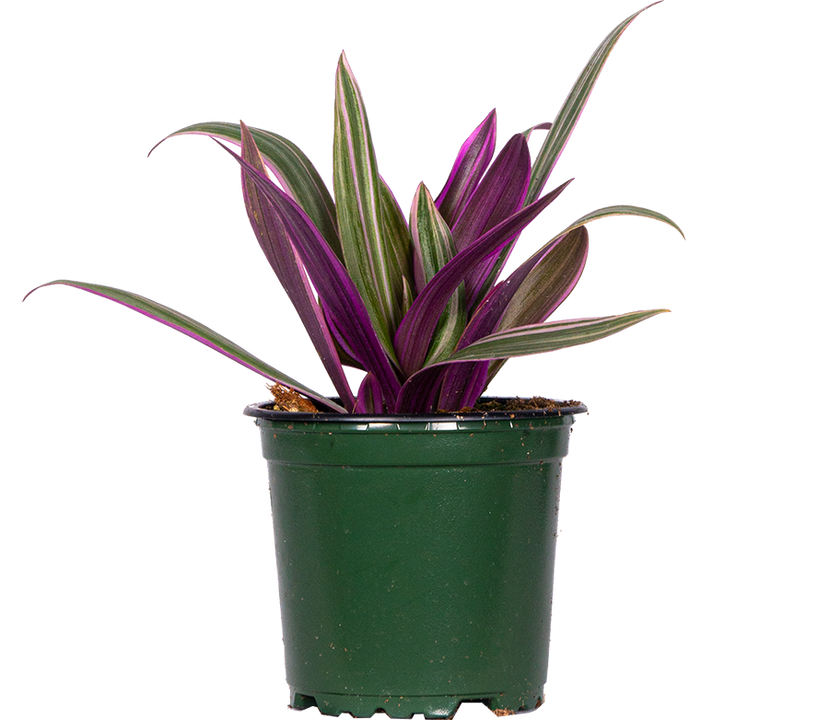 Tradescantia Spathacea | Moses in the Cradle (S)