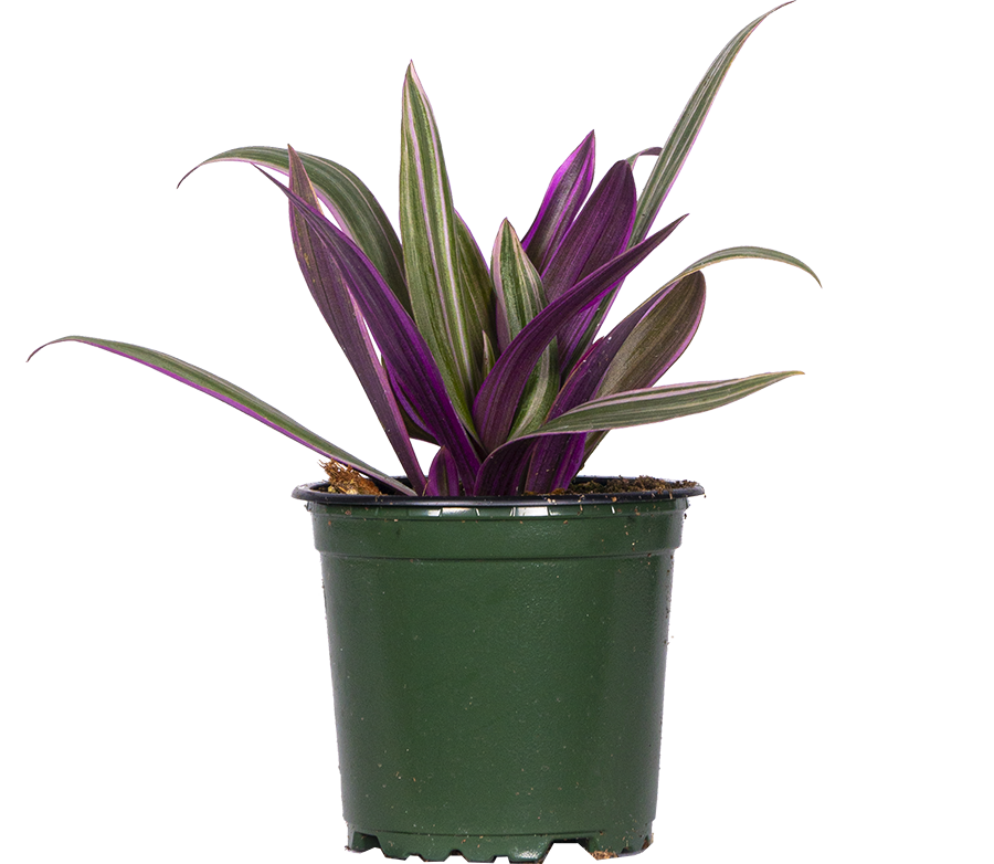 Tradescantia Spathacea | Moses in the Cradle