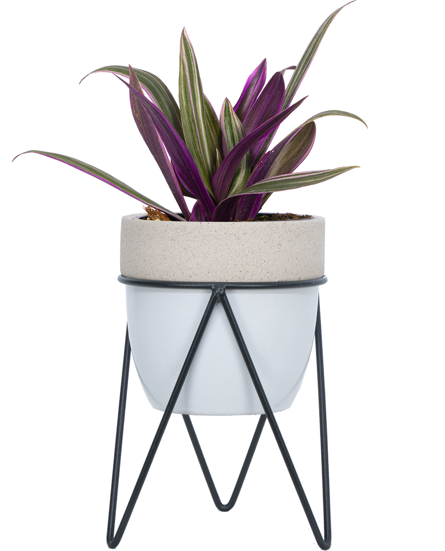 moses in a boat house plant Tradescantia Spathacea | Moses in the cradle | 4" Pot | Easy Care Houseplant
