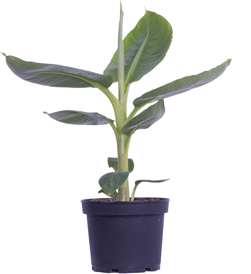 Musa Dwarf Cavendish | Banana Plant (M)