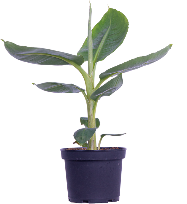 Musa Dwarf Cavendish | Banana Plant | 6