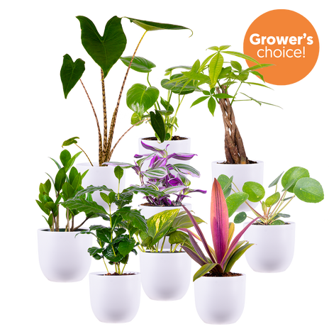 Indoor Plants on Sale  Plantsome