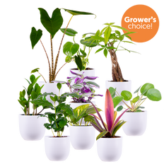 Mystery Bundle | Large (White Pots)