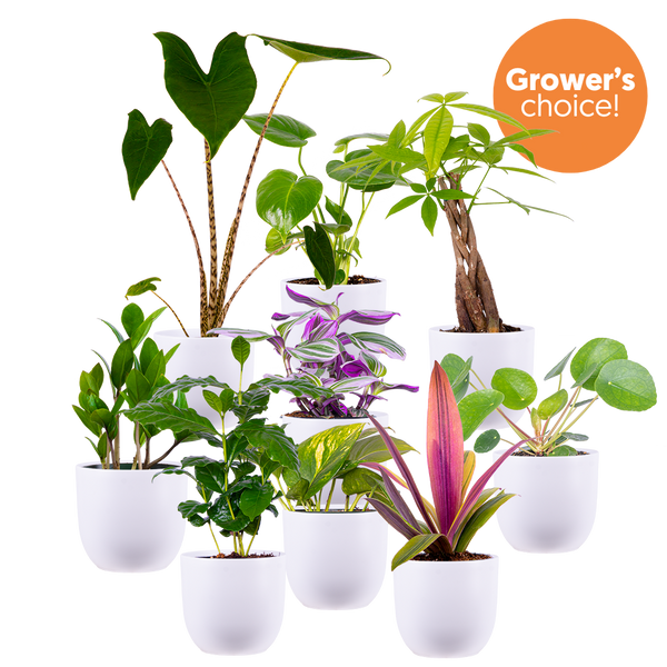 white plastic indoor plant pots Mystery Bundle (White Pots) | Exclusive Bundle