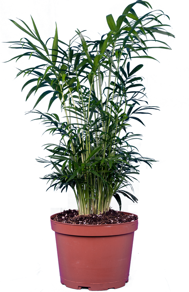 parlor palm plants Neanthebella | Parlour Palm | 6" Pot | Pet Friendly Houseplant