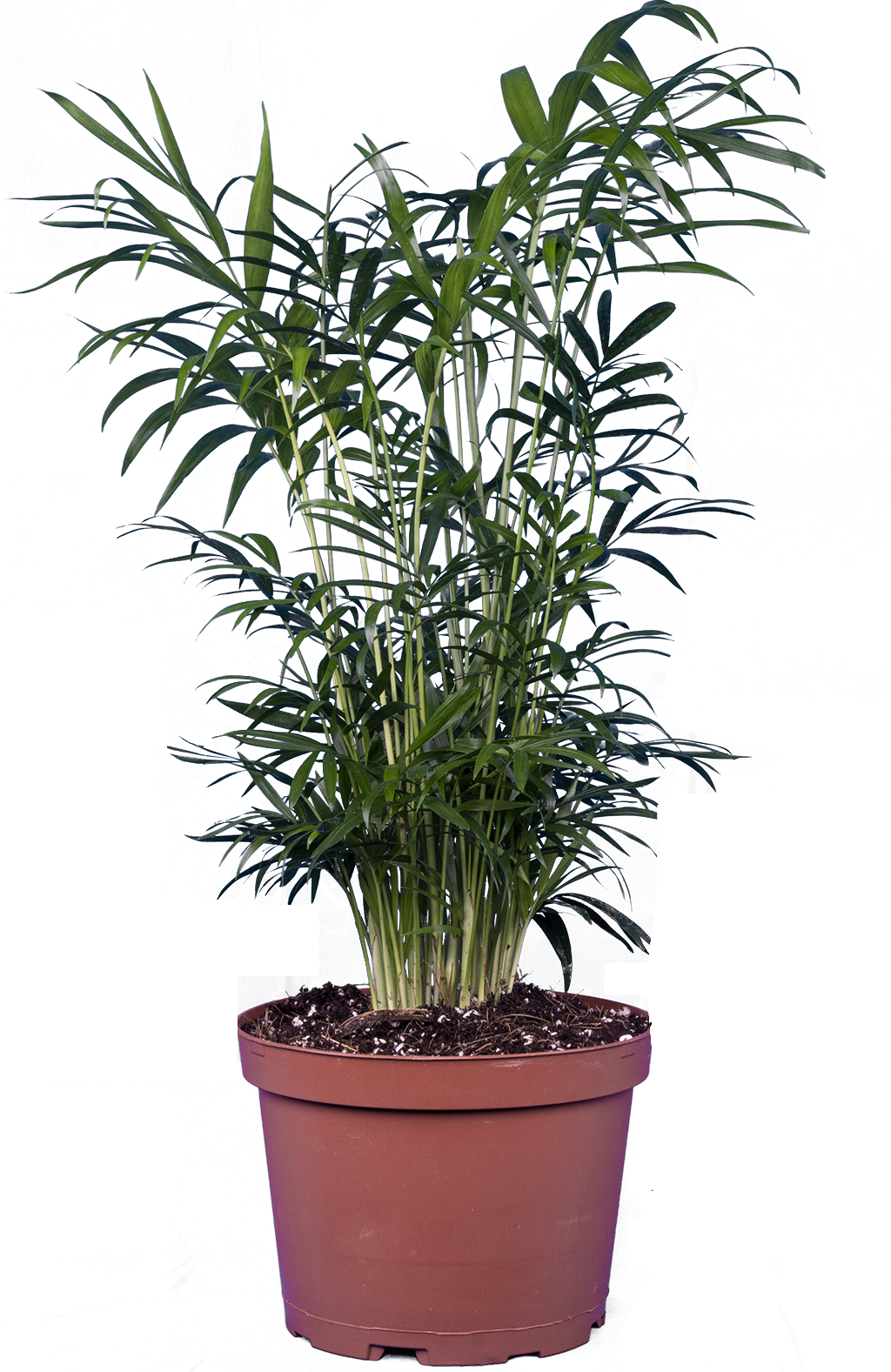 Neanthebella | Parlour Palm (M)