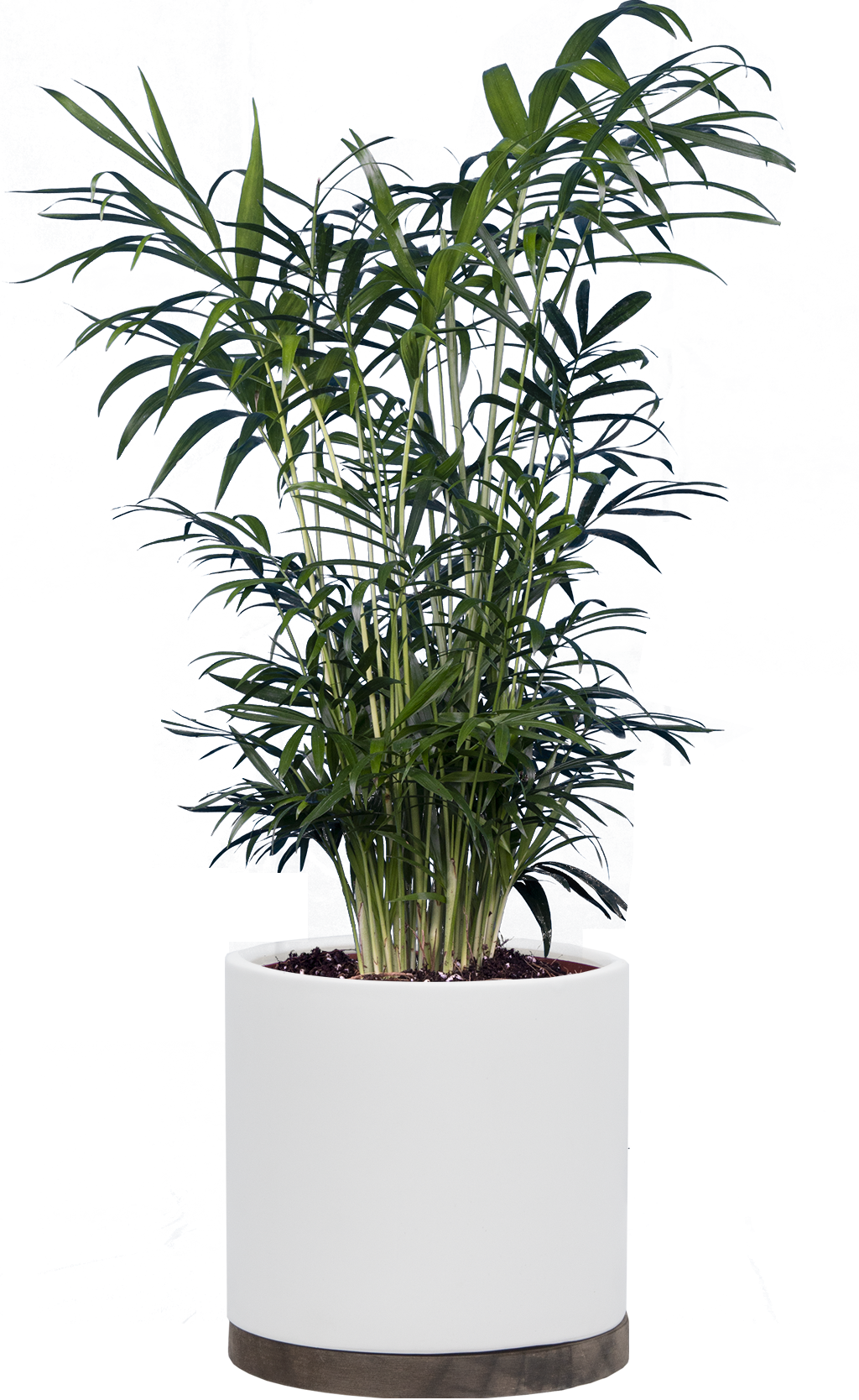 parlor palm plants Neanthebella | Parlour Palm | 6
