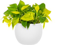 Neon Pothos (L)