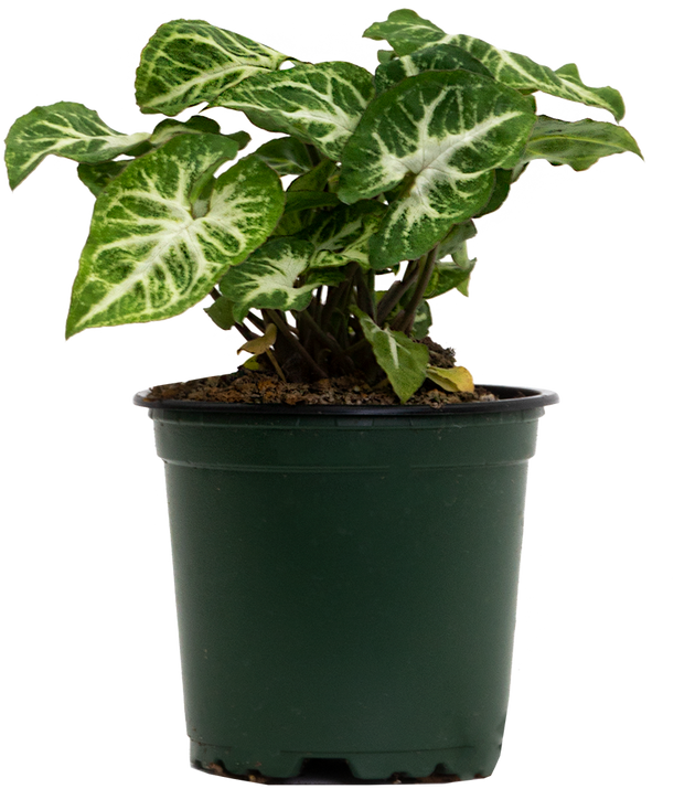 Syngonium Podophyllum | Nephthytis Glo Go | 4