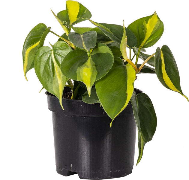 brasil philodendron care Philodendron Brazil | 6" Pot | Easy Care Houseplant