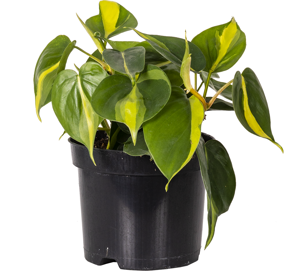 Philodendron Brazil (M)