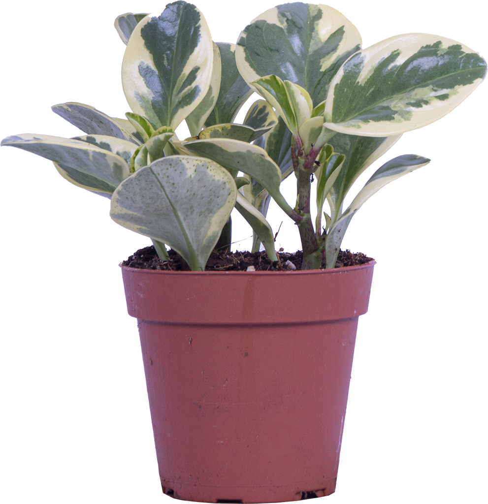 Peperomia Obtusifolia | Marble (S)