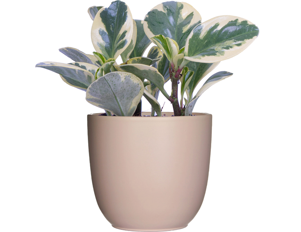 Peperomia Obtusifolia | Marble (S)