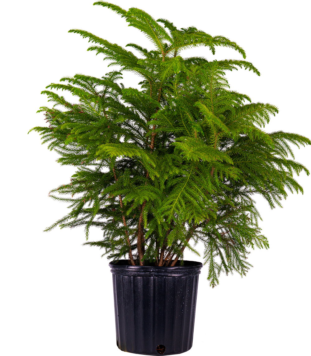 Norfolk Island Pine (XL)