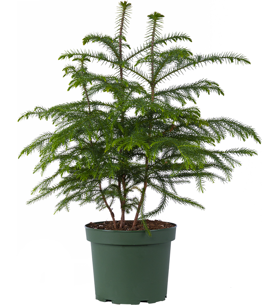 Norfolk Island Pine (L)