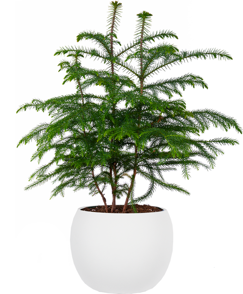Norfolk Island Pine | 10