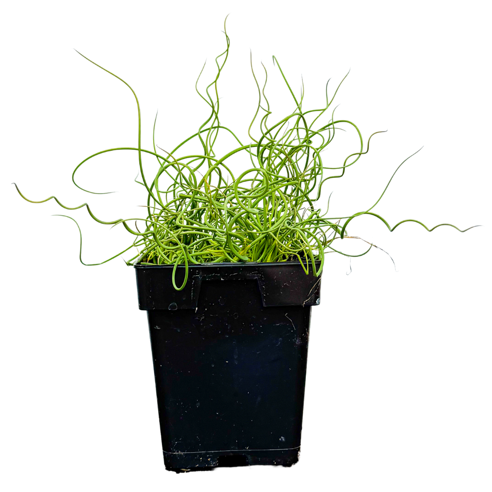 Juncus Spiralis (M)
