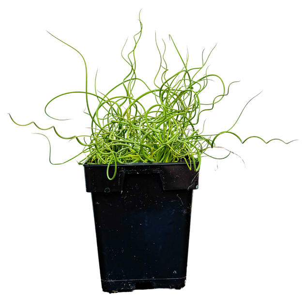Chamaedorea Cataractarum | Cat Palm | 6