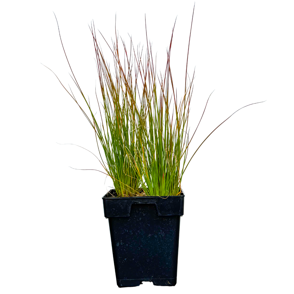 Juncus Inflexus | Blue Arrows (M)