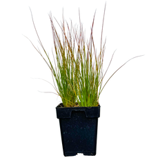 Juncus Inflexus | Blue Arrows (M)