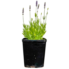 Lavandula Avignon Early Blue | Lavendar (M)