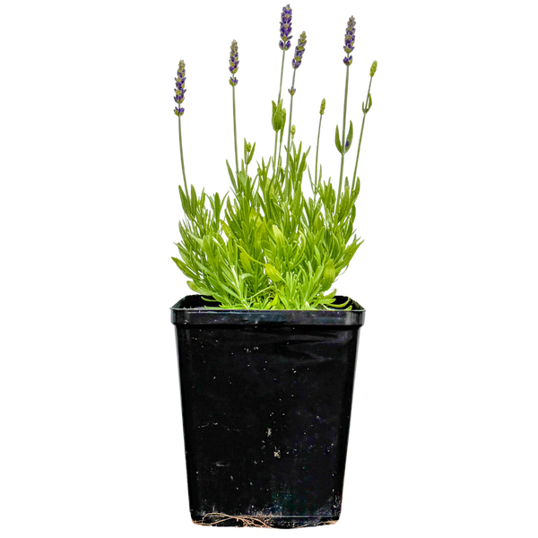 avignon lavender plant Rhaphidophora Korthalsii | Shingle Plant | 6" Pot | Easy Care Houseplant